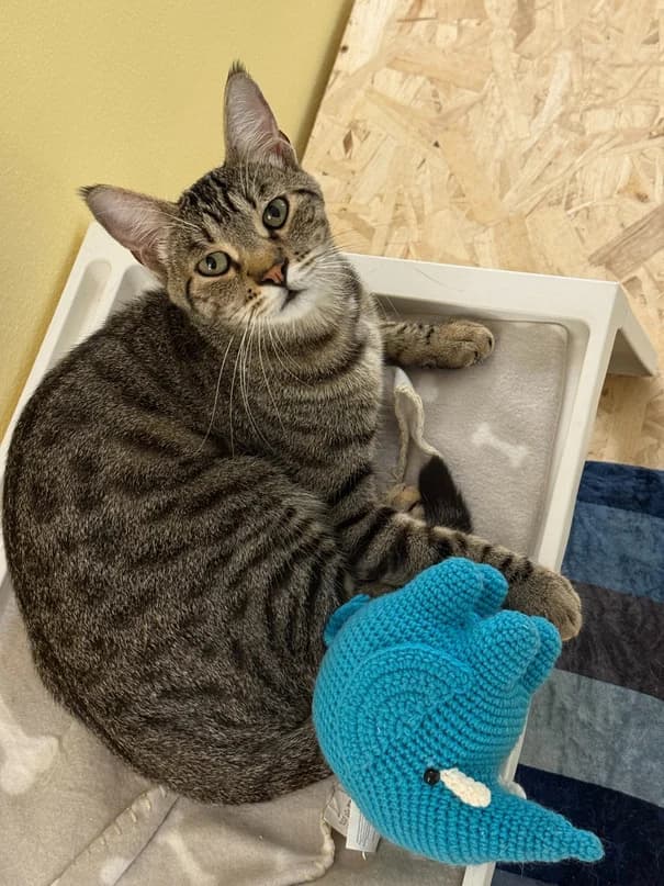 Un micio tigrato nella sua cuccia con un gioco azzurro