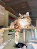 Il gatto Axel