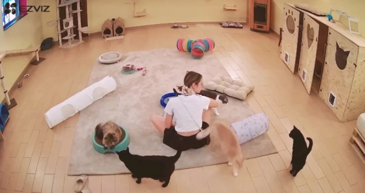 Giada si prende cura dei gatti negli spazi comuni della pensione